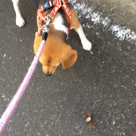 瀕死の状態の画像