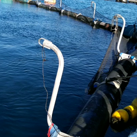 マグロの養殖場の見学に行ってきました❗の画像