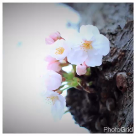 初めまして、よろしくお願いします。の画像