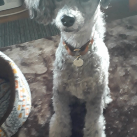 ☆あいさつ☆　ワンコも出来るよ♪の画像