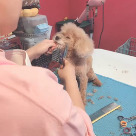 ハナちゃんの画像