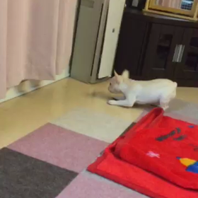 いったい何に？の画像