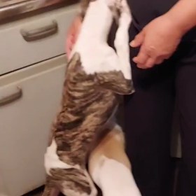 ウィペットちゃんですの画像