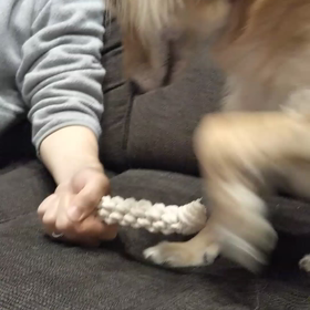 おもちゃで遊ぶ♬.*ﾟの画像