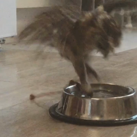 カイネちゃんも暑いの画像