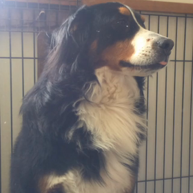 今朝のグーの画像