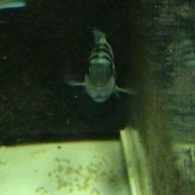 ブルータイガーパロット 産卵 5日目の画像