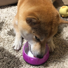 ワンコの、シャーベットの画像