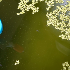 しろくろまっちゃの画像