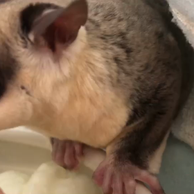 のえのえの画像