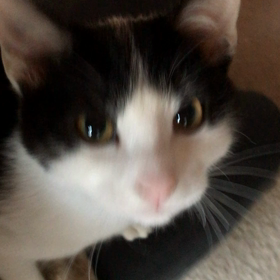 ハチワレ君が、可愛いすぎる☺️の画像