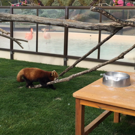 シンシンくんと后ちゃん(動画)の画像