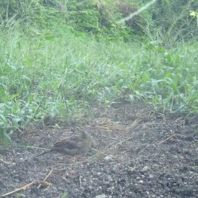 すぎぴたんの事件簿シーズン3　28話（誰ですか？）の画像