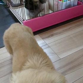 ☆もぐ1コロ☆の画像