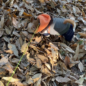 チワワの宿命の画像