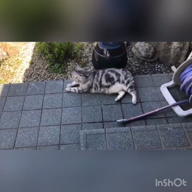 タマ、リラックスの画像