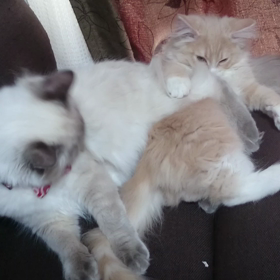 暇をもて余す女王さまの画像