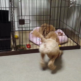 ココの動き☆の画像