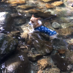 今日は国民皆泳の日の画像