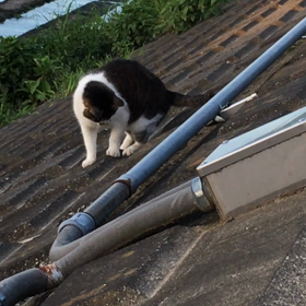 なんでもおもちゃ！の画像