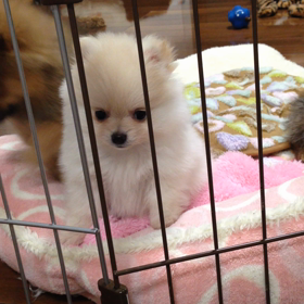 ぴーぴーぴーぴーの画像