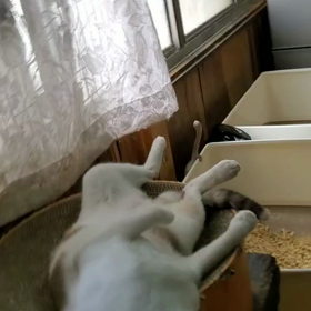 大はしゃぎの画像