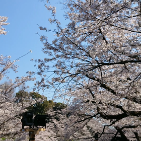 ”お花見！”の画像