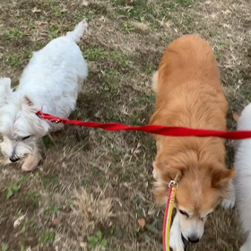 12月6日11わんこと1時間30分遠足　　代々木公園の画像