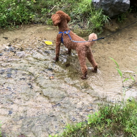 ピアノができるようにの画像