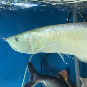 ★シルバーアロワナ！★の画像