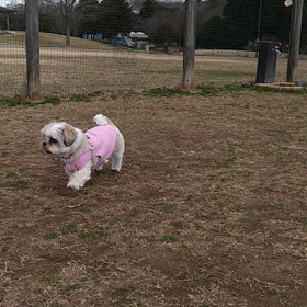 コッタちゃんのドッグランデビューの画像