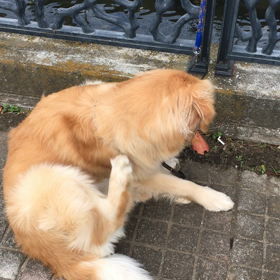 今日のレオ   11・16   決戦から一夜明けての画像