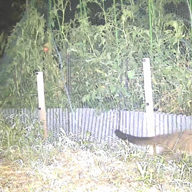 すぎぴたんの事件簿シーズン2　353話（トマトの危機）の画像