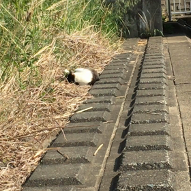 チビ散歩！の画像