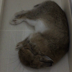 いーこいーこの画像