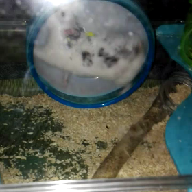 くるくるの画像