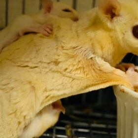 クリミノファミリーの画像