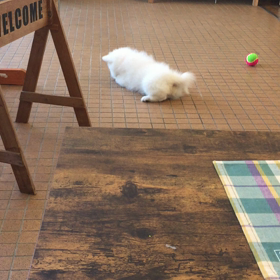 看板犬デビューの画像