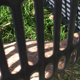 カゴの中の鳥の画像