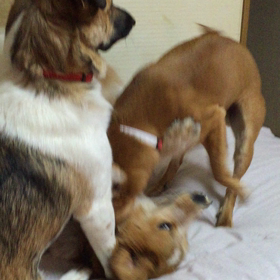 仁義なき、骨っこの取り合い。の画像