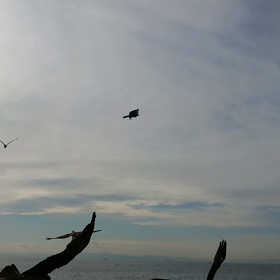 トンビの餌やり！の画像