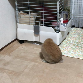 ちょっとだけ遊ばせた！の画像