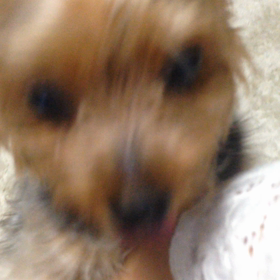 取って来ーいの画像