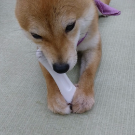 ★ かぢかぢ ★の画像