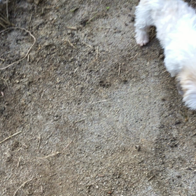 楽しそうに走りますの画像