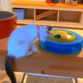 おうちで過ごそう　　猫カフェバロンの画像