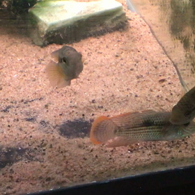 グリーンテラーとブラックアカラの画像