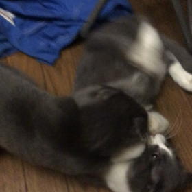 俺、親猫になる 260の画像