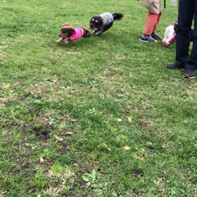 ドッグランラン〜ʕ•ᴥ•ʔの画像