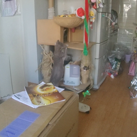 仲が良いのか。。はてさて？の画像